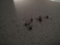 <img200*0:stuff/Mosquitos.jpg>