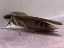 <img0*100:stuff/Moth_Insect.jpg>
