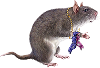 <img:stuff/MouseW-chewedsocks200_rev.png>