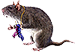 <img:stuff/MouseW-chewedsocks75.png>
