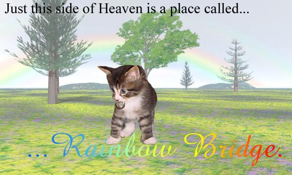 <img:stuff/MrSneakers_RainbowBridge_Field.jpg>