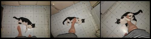 <img500*0:stuff/MrUnderfoot%20kit1.jpg>