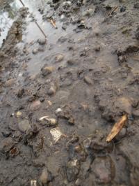 <img200*0:stuff/Mud_I.jpg>