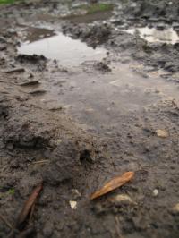 <img200*0:stuff/Mud_II.jpg>
