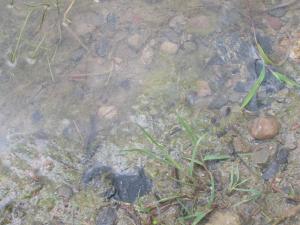 <img300*0:stuff/Murk.jpg>