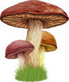 <img:stuff/MushroomTrio100.png>
