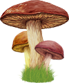 <img:stuff/MushroomTrio100_rev.png>
