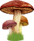 <img:stuff/MushroomTrio50.png>