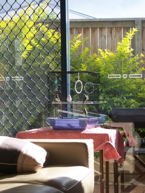 <img500*0:stuff/My%20Finches.JPG>