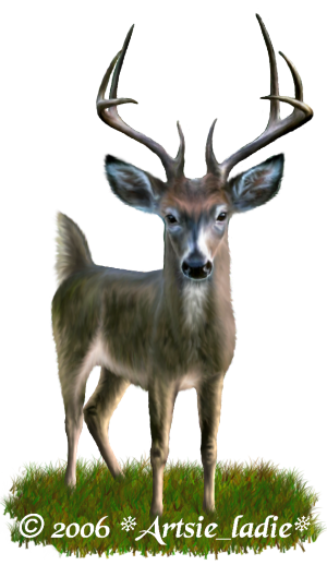 <img300*0:stuff/MyDeer.png>