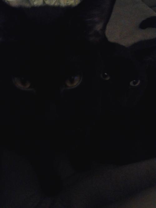 <img500*666:stuff/My_Little_Loves.jpg>