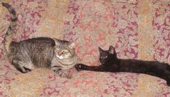 <img0*140:stuff/N%20%26%20C%20on%20bed%201a.jpg>