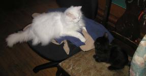 <img0*150:stuff/N-n%20%26%20C%20on%20chairs%201a.jpg>