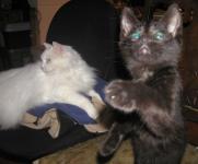 <img0*150:stuff/N-n%20%26%20C%20on%20chairs%202a.jpg>