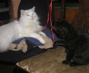 <img0*150:stuff/N-n%20%26%20C%20on%20chairs%203a.jpg>