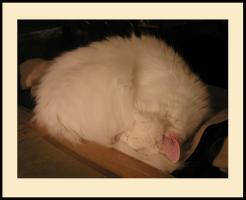 <img0*200:stuff/N-n%20catcurl.jpg>