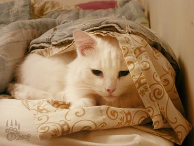 <img400*0:stuff/N-n%20jan20%2709.JPG>