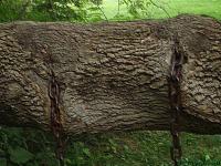 <img200*0:stuff/Nature%20Reclaims.jpg>