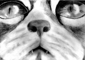 <img300*0:stuff/Nehirwen-Cat.jpg>