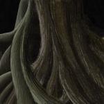<img150*0:stuff/Nehirwen-TreeRoots-WIP2.jpg>