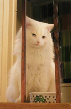 <img0*350:stuff/Neige-neige%20at%20stairs.jpg>