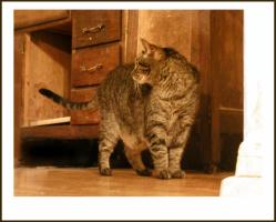 <img0*200:stuff/Neko%20lookin%20back..jpg>