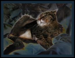 <img0*200:stuff/Nekoscatched.jpg>