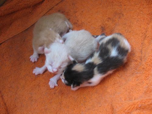 <img500*375:stuff/New_kitties.jpg>