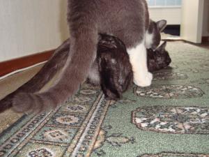 Nice pussy from behind <img300*0:stuff/Nice_pussy_from_behind.jpg>