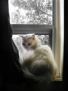 <img0*350:stuff/Niege-neige%20in%20Window%2008%20rs.jpg>