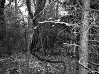 <img200*0:stuff/Night%20Jungle.jpg>