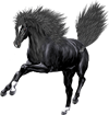 <img:stuff/NightstarFrolic100_rev.png>
