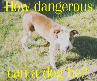 <img:stuff/Nika_HowDangerous.jpg>