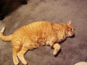 <img300*0:stuff/Nipper.jpg>