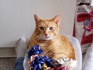 <img300*0:stuff/Nipper_at_the_holidays.jpg>