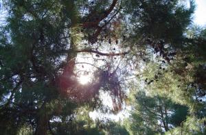<img300*0:stuff/NovSun.jpg>