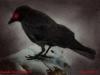 <img100*0:http://elftown.heddate.com/stuff/Of_Darkness.jpg>