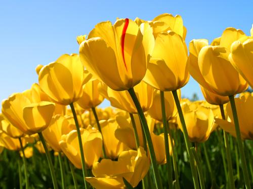 <img500*375:stuff/Ooo_Tulips.jpg>
