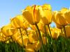 Ooo_Tulips
