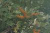 <img100*0:stuff/Orange_Orchids.jpg>