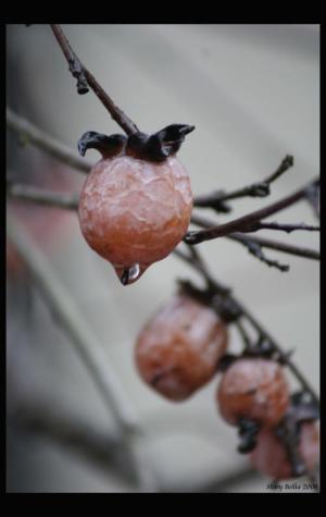 <img300*0:http://elftown.heddate.com/stuff/Orange_fruit_droplet.jpg>