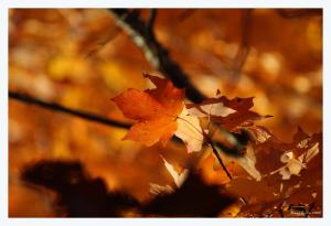 <img300*0:http://elftown.heddate.com/stuff/Orange_leaves_underside.jpg>