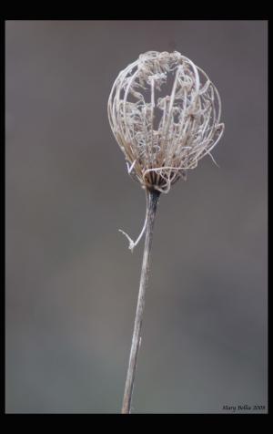 <img300*0:http://elftown.heddate.com/stuff/Orb-like_dead_plant.jpg>