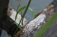 <img200*0:stuff/Overgrown_Park_II.jpg>
