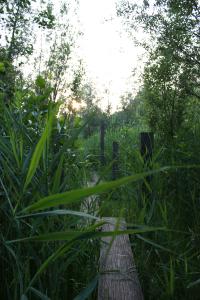 <img200*0:stuff/Overgrown_Park_VI.jpg>