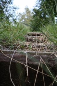 <img200*0:stuff/Overgrown_Park_VII.jpg>