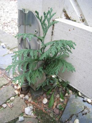 <img300*0:stuff/OwnThemeStr.jpg>