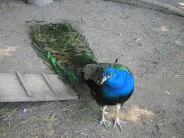 <img0*200:stuff/P8290010.JPG>