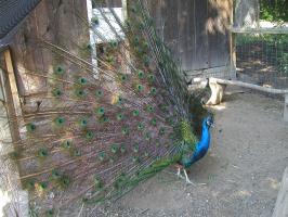 <img0*200:stuff/P8290014.JPG>