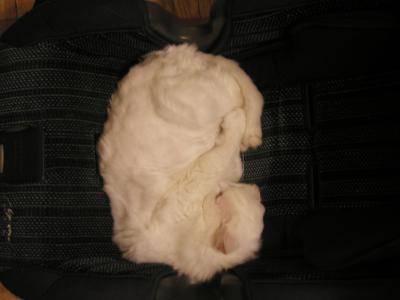 <img0*300:stuff/P9080003.JPG>